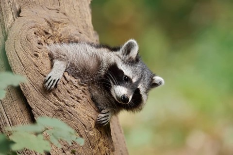 Raccoon (Procyon lotor), young animal looking out of a tree hollow, North Rhine-Westphalia, Germany