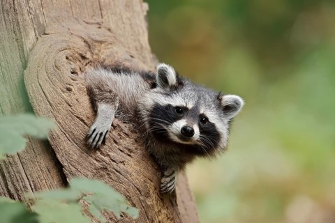 Raccoon (Procyon lotor), young animal looking out of a tree hollow, North Rhine-Westphalia, Germany