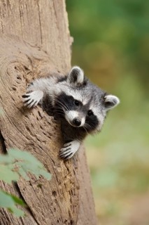 Raccoon (Procyon lotor), young animal looking out of a tree hollow, North Rhine-Westphalia, Germany