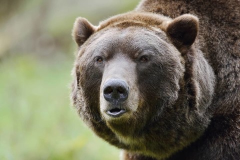European brown bear (Ursus arctos arctos), portrait, captive, Bavaria, Germany