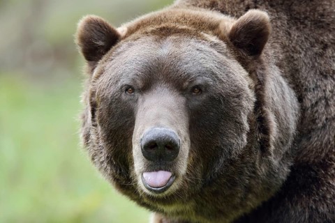 European brown bear (Ursus arctos arctos), portrait, captive, Bavaria, Germany