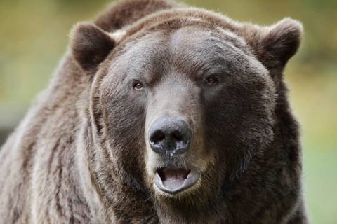 European brown bear (Ursus arctos arctos), portrait, captive, Bavaria, Germany