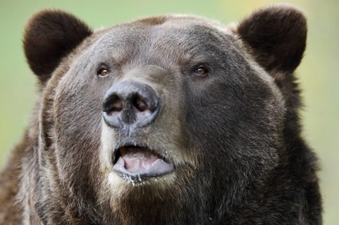 European brown bear (Ursus arctos arctos), portrait, captive, Bavaria, Germany