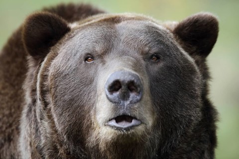 European brown bear (Ursus arctos arctos), portrait, captive, Bavaria, Germany