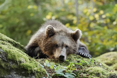 European brown bear (Ursus arctos arctos), young lying on a mossy stone, captive, Bavarian Forest,