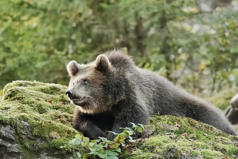 European brown bear (Ursus arctos arctos), young lying on a mossy stone, captive, Bavarian Forest,