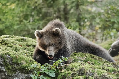 European brown bear (Ursus arctos arctos), young lying on a mossy stone, captive, Bavarian Forest,