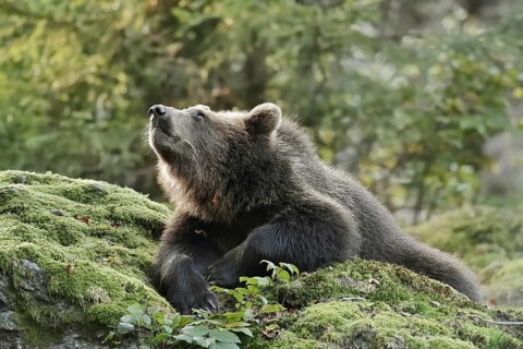 European brown bear (Ursus arctos arctos), young lying on a mossy stone, captive, Bavarian Forest,