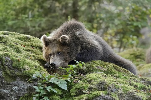 European brown bear (Ursus arctos arctos), young lying on a mossy stone, captive, Bavarian Forest,