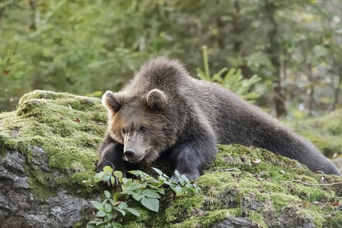 European brown bear (Ursus arctos arctos), young lying on a mossy stone, captive, Bavarian Forest,