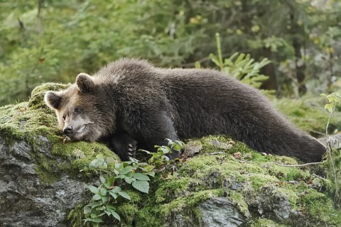 European brown bear (Ursus arctos arctos), young lying on a mossy stone, captive, Bavarian Forest,