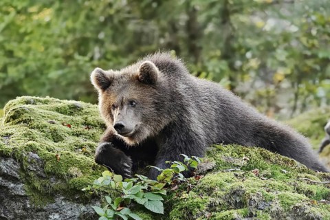 European brown bear (Ursus arctos arctos), young lying on a mossy stone, captive, Bavarian Forest,