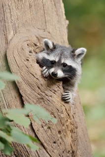 Raccoon (Procyon lotor), young animal looking out of a tree hollow, North Rhine-Westphalia, Germany