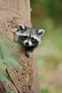 Raccoon (Procyon lotor), young animal looking out of a tree hollow, North Rhine-Westphalia, Germany