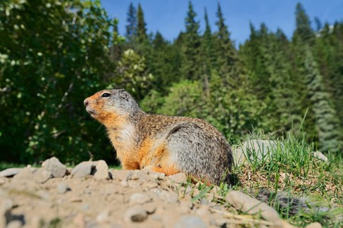 Columbia ground squirrel (Urocitellus columbianus, Spermophilus columbianus) at the burrow, Glacier