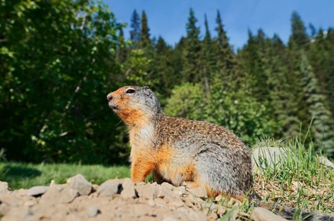 Columbia ground squirrel (Urocitellus columbianus, Spermophilus columbianus) at the burrow, Glacier