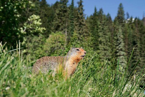 Columbia ground squirrel (Urocitellus columbianus, Spermophilus columbianus), Glacier National
