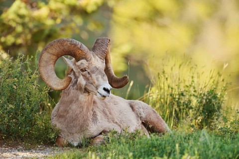 Rocky Mountains bighorn sheep (Ovis canadensis canadensis), ram, Banff National Park, Alberta,