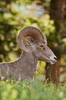 Rocky Mountains bighorn sheep (Ovis canadensis canadensis), ram, Banff National Park, Alberta,