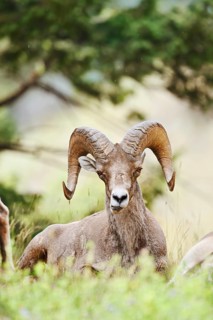 Rocky Mountains bighorn sheep (Ovis canadensis canadensis), ram, Banff National Park, Alberta,