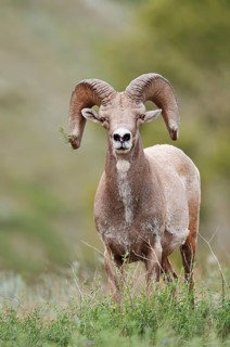 Rocky Mountains bighorn sheep (Ovis canadensis canadensis), ram, Banff National Park, Alberta,
