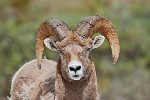 Rocky Mountains bighorn sheep (Ovis canadensis canadensis), ram, portrait, Jasper National Park,