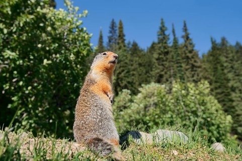 Columbia ground squirrel (Urocitellus columbianus, Spermophilus columbianus), Glacier National