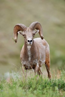 Rocky Mountains bighorn sheep (Ovis canadensis canadensis), ram, Banff National Park, Alberta,