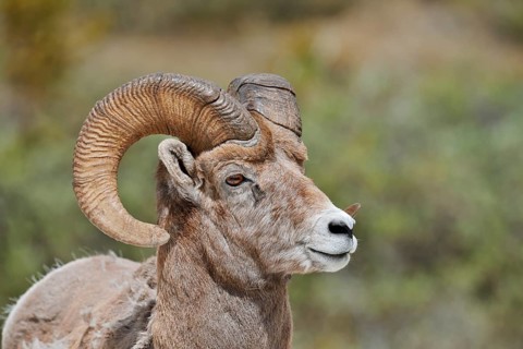 Rocky Mountains bighorn sheep (Ovis canadensis canadensis), ram, portrait, Jasper National Park,
