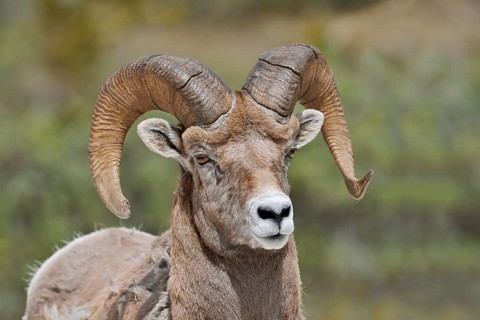 Rocky Mountains bighorn sheep (Ovis canadensis canadensis), ram, portrait, Jasper National Park,