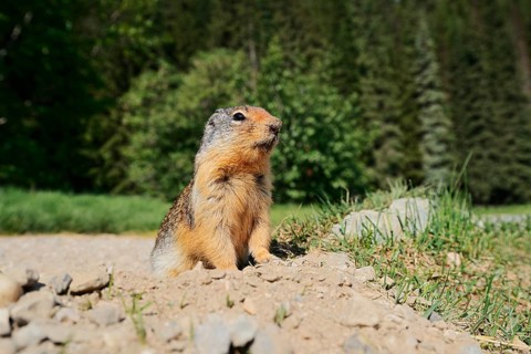 Columbia ground squirrel (Urocitellus columbianus, Spermophilus columbianus) at the burrow, Glacier