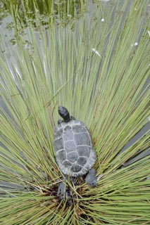 Yellow-cheeked tortoise (Trachemys scripta scripta), neozoa in Germany, North Rhine-Westphalia,