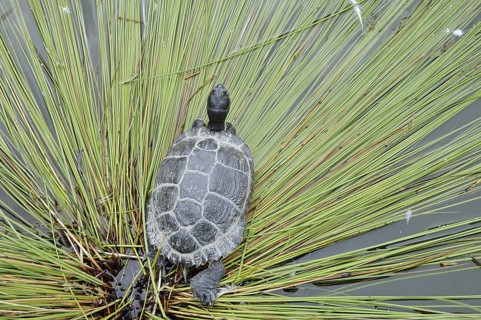 Yellow-cheeked tortoise (Trachemys scripta scripta), neozoa in Germany, North Rhine-Westphalia,