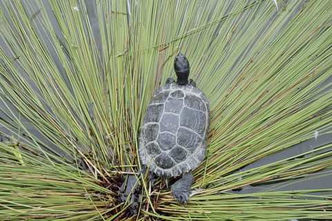 Yellow-cheeked tortoise (Trachemys scripta scripta), neozoa in Germany, North Rhine-Westphalia,