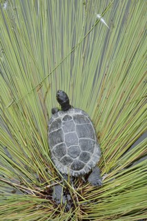 Yellow-cheeked tortoise (Trachemys scripta scripta), neozoa in Germany, North Rhine-Westphalia,