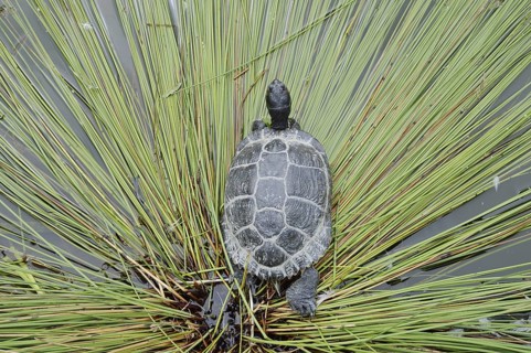 Yellow-cheeked tortoise (Trachemys scripta scripta), neozoa in Germany, North Rhine-Westphalia,