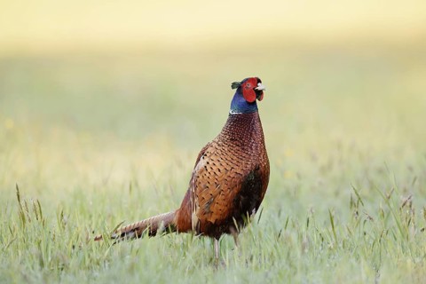 Hunting pheasant (Phasianus colchicus), cock standing in a meadow, North Rhine-Westphalia, Germany