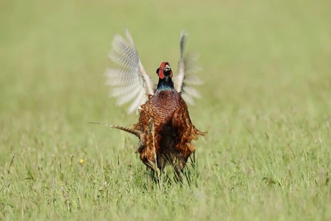 Hunting pheasant (Phasianus colchicus), cock mating in a meadow, North Rhine-Westphalia, Germany