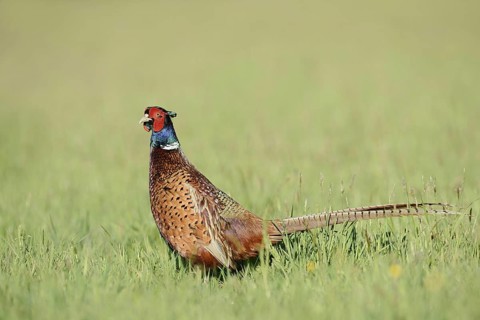 Hunting pheasant (Phasianus colchicus), cock standing in a meadow, North Rhine-Westphalia, Germany
