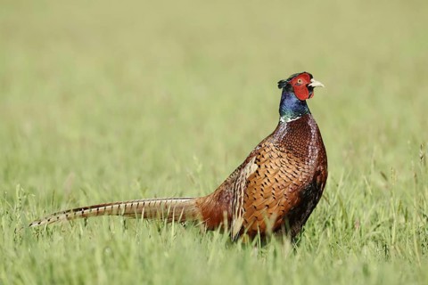Hunting pheasant (Phasianus colchicus), cock standing in a meadow, North Rhine-Westphalia, Germany