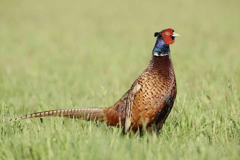 Hunting pheasant (Phasianus colchicus), cock standing in a meadow, North Rhine-Westphalia, Germany