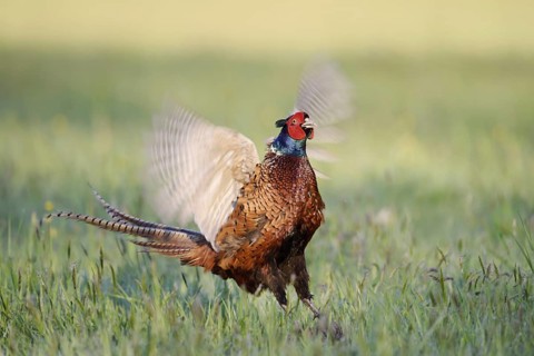 Hunting pheasant (Phasianus colchicus), cock mating in a meadow, North Rhine-Westphalia, Germany