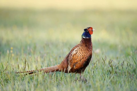 Hunting pheasant (Phasianus colchicus), cock standing in a meadow, North Rhine-Westphalia, Germany