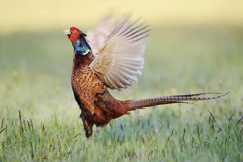 Hunting pheasant (Phasianus colchicus), cock mating in a meadow, North Rhine-Westphalia, Germany