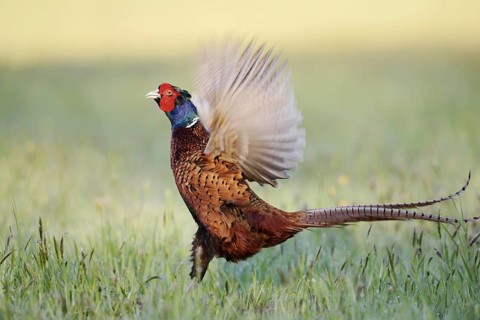 Hunting pheasant (Phasianus colchicus), cock mating in a meadow, North Rhine-Westphalia, Germany