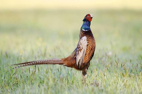 Hunting pheasant (Phasianus colchicus), cock stands calling in a meadow, North Rhine-Westphalia,