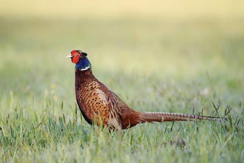 Hunting pheasant (Phasianus colchicus), cock standing in a meadow, North Rhine-Westphalia, Germany