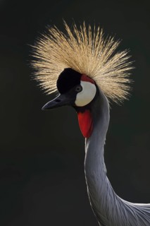 South African Crowned Crane or Grey-necked Crowned Crane (Balearica regulorum), portrait in