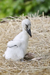 White stork (Ciconia ciconia), chick in nest, North Rhine-Westphalia, Germany