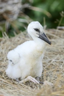 White stork (Ciconia ciconia), chick in nest, North Rhine-Westphalia, Germany